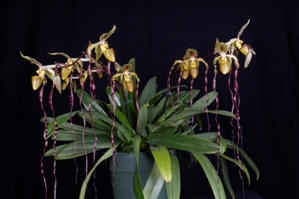 Paphiopedilum Michael Koopowitz Gayle's Favorite CCM/AOS 80 pts.